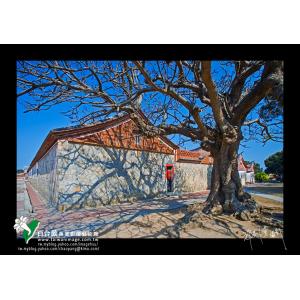 金門民俗文化村老莿桐樹