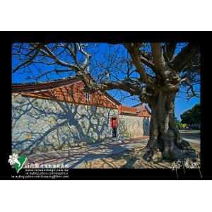 金門民俗文化村老莿桐樹