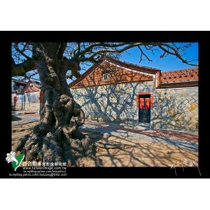 金門民俗文化村老莿桐樹