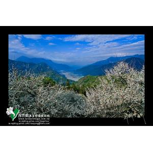 烏松崙梅花季符