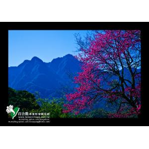 中橫春色
