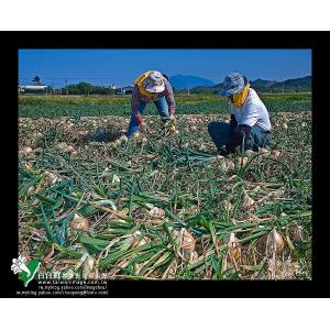 恆春洋蔥採收