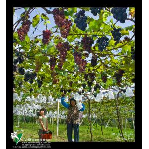 水果（採葡萄）