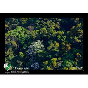 苗地油桐花相思花