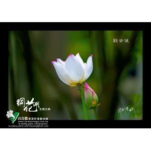 白河觀音蓮