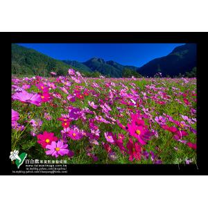 武陵波斯菊