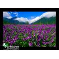 武陵藍花屬尾草