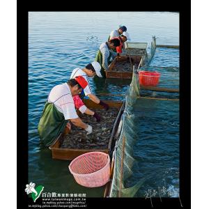 屏東里港泰國蝦養殖