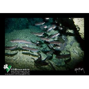 墾丁鰻鯰魚