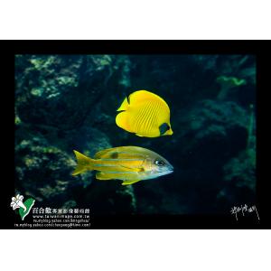 墾丁海洋生態
