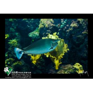 墾丁海洋生態