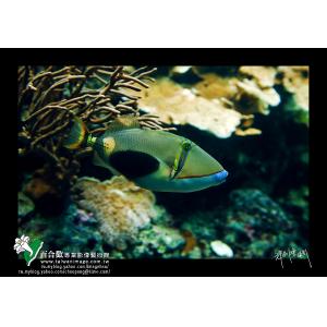 墾丁海洋生態砲彈魚