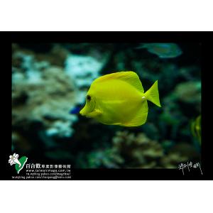 墾丁海洋生態黃鰈魚