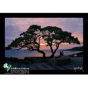 墾丁船帆石海岸老樹