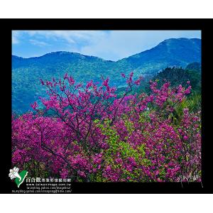 陽明山