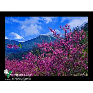 陽明山