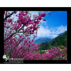 陽明山