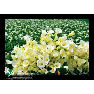 竹子湖海芋