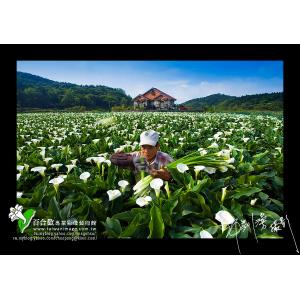陽明山海芋田
