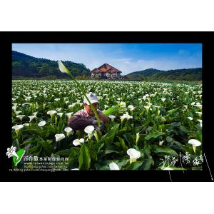 陽明山海芋田