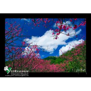 陽明山櫻花