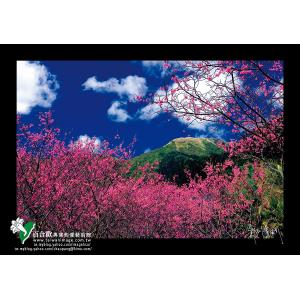 陽明山櫻花