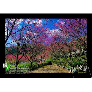 陽明山櫻花