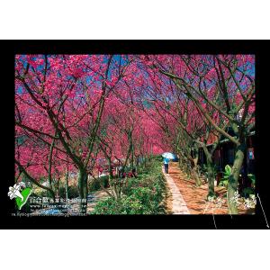 陽明山櫻花