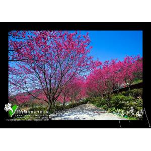 陽明山櫻花季