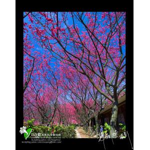 陽明山櫻花季