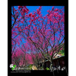 陽明山櫻花季
