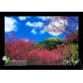陽明山櫻花