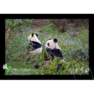 中國臥龍熊貓