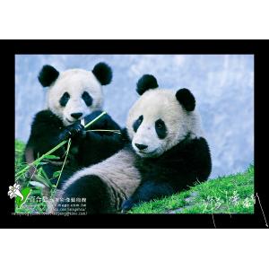 中國臥龍熊貓