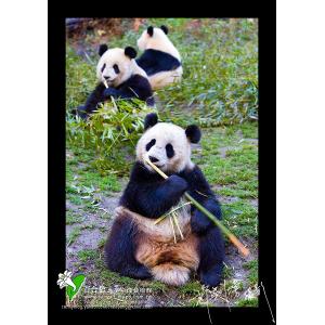 中國臥龍熊貓
