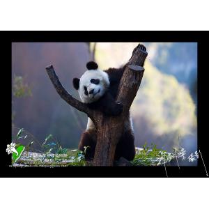 中國臥龍熊貓