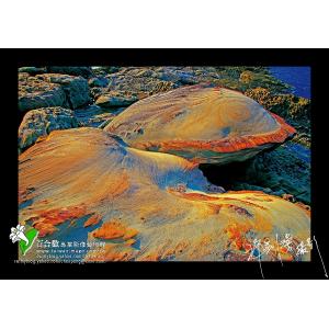 北海岸南雅金魚石