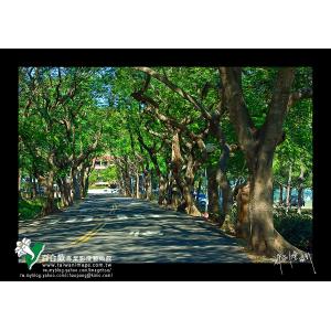 台中東海大學綠遂道_