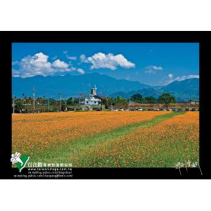 台中新社花海