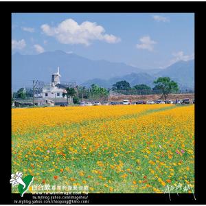 新社花海