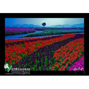 新社花海_