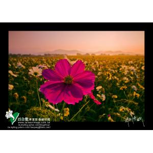 新社花海