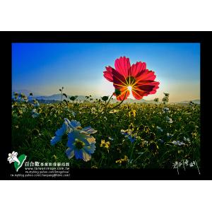 新社花海