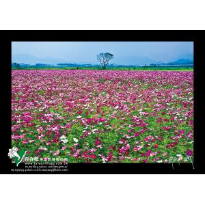 新社花海