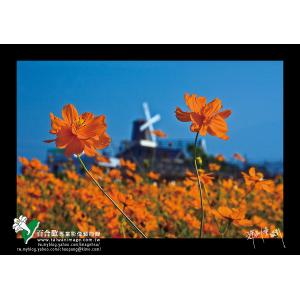 新社花海