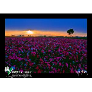 新社花海曙光