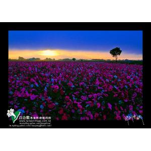 新社花海曙光