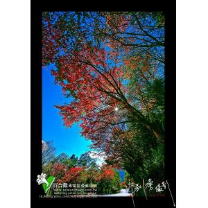 中橫秋色