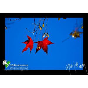 楓紅
