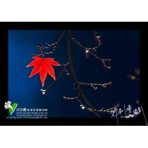 楓葉一片-